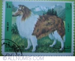 Image #1 of 1 RL - Rough Collie (Canis lupus familiaris)