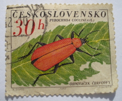 30 Haler 1962 - Cardinal Beetle (Pyrochroa coccinea)