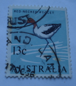 13 Cents 1966 - Red-necked Avocet (Recurvirostra novaehollandiae)