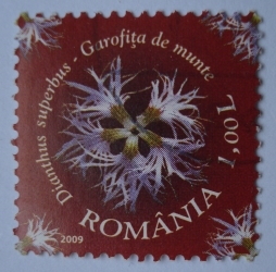 Image #1 of 1 Leu - Garofita de munte ( Dianthus superbus)
