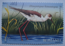 Image #1 of 1.60 Lei - Piciorongul  (Himantopus himantopus)