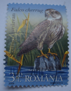 3.10 Lei -  Saker Falcon (Falco cherrug)