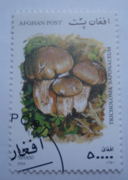 50000 Afghani 2001 - Soap-scented toadstool (Tricholoma saponaceum)