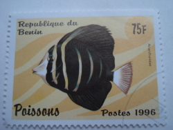 75 Francs 1996 - Surgeonfish (Acanthuridus sp.)
