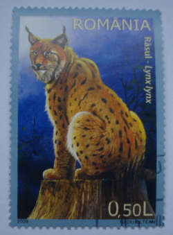 0.50 Lei - Eurasian Lynx (Lynx lynx)