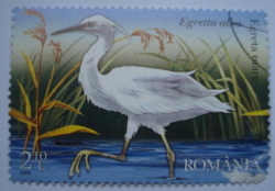 2.10 Lei - Egreta mare (Egretta alba)
