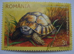 3 Lei - Greek Tortoise (Testudo graeca ssp. ibera)