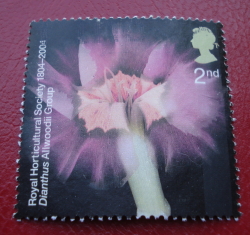 Image #1 of 2 nd 2004 - Dianthus Allwoodii Group