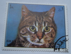 Image #1 of 1 Riyal - Cat (Felis silvestris catus)