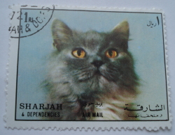 Image #1 of 1 Riyal - Cat (Felis silvestris catus)