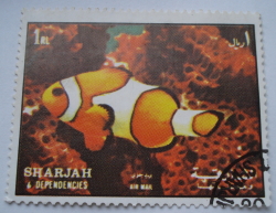1 Riyal - Pește clovn Ocellaris (Amphiprion ocellaris)