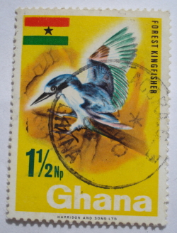 1 1/2 Pesewa (np) - Forest Kingfisher (Halcyon senegalensis)