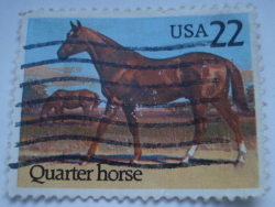 22 Cents - Quarter Horse (Equus ferus caballus)