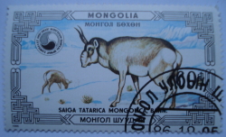Image #1 of 60 Mongo - Antilopa Saiga Tatarica