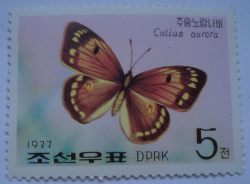 5 Chon 1977 - Butterfly (Colias aurora)