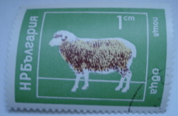 Image #1 of 1 Stotinka - Sheep