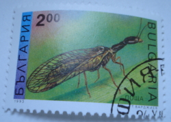 Image #1 of 2 Leva - Snake Fly