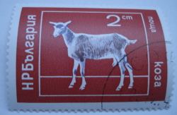Image #1 of 2 Stotinka - Goat