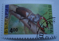 Image #1 of 4 Leva - Stag Beetle