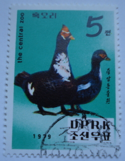 5 Chon 1979 - Zoo - Muscovy Duck (Cairina moschata)