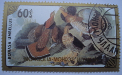 Image #1 of 60 Mongo - Bonasa Umbellus