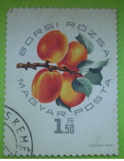 Image #1 of 1.50 Forint - Peaches - Borsi rozsa