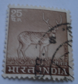 Image #1 of 25 Paisa - Chital, Axis Deer