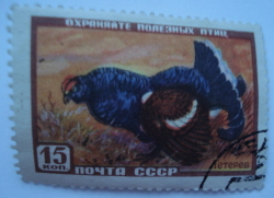 Image #1 of 15 Kopeks - Cocoșul negru (Lyrurus tetrix)