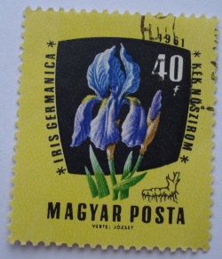 40 Filler 1961 -  Iris german (Iris germanica)