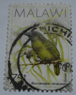 75 Tambala - Barbet verde (Buccanodon olivaceum)