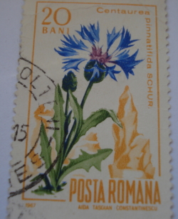 Image #1 of 20 Bani - Centaurea pinnatifida SCHUR