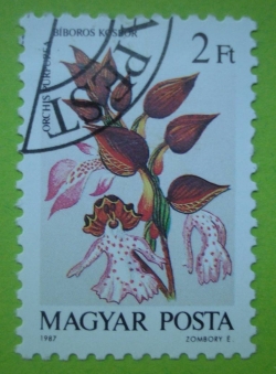 2 Forint - Orchis purpurea