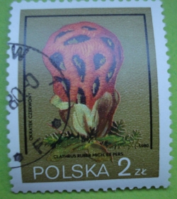 Image #1 of 2 Złote - Clathrus ruber