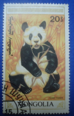 Image #1 of 20 Mongo - Giant Panda
