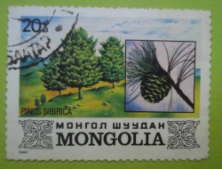 Image #1 of 20 Mongo - Pinus Siberica
