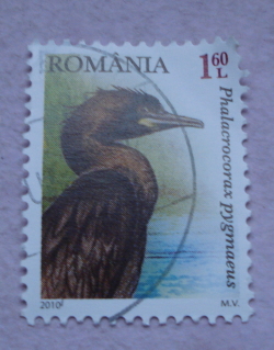 Image #1 of 1.60 Lei 2010 - Pygmy Cormorant (Phalacrocorax pygmaeus)