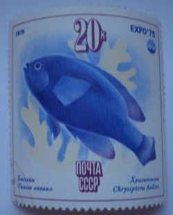 Image #1 of 20 Kopeici 1975 - Chrysiptera hollisi (Expo'75)