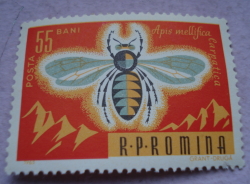 55 Bani 1963 - Honey Bee (Apis mellifica)