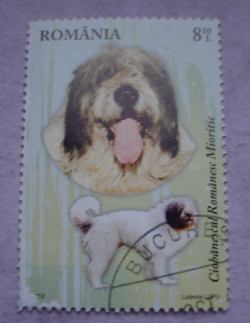 8.10 Lei 2012 - Romanian Mioritic Shepherd (Canis lupus familiaris)