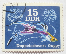 Image #1 of 15 Pfennig - Double Sword Guppy (Poecilia reticulata)