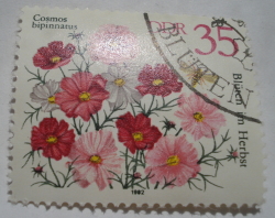35 Pfennig - Cosmos de grădină (Cosmos bipinnatus)