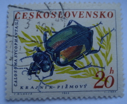 20 Heller 1962 - European Calosoma Beetle (Calosoma sycophanta)