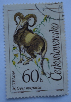 Image #1 of 60 Haler 1963 - Mouflon (Ovis musimon)