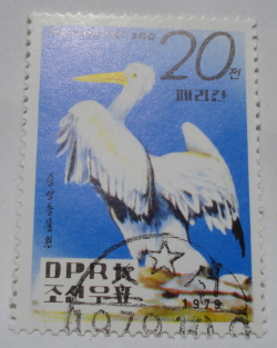 20 Chon 1979 - Pelican patat (Pelecanus crispus)