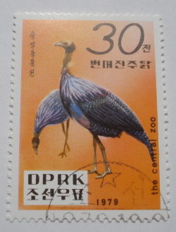30 Chon 1979 - Vulturine Guineafowl (Acryllium vulturinum)