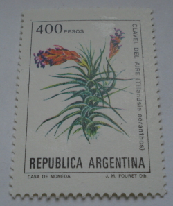 Image #1 of 40 Pesos - Tillandsia aeranthos