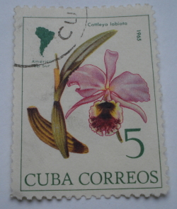 Image #1 of 5 Centavos 1965 -  Cattleya labiata