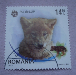 14.50 Lei 2012 - Wolf (Canis lupus)