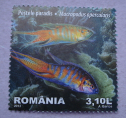3.10 Lei 2012 - Paradise Fish (Macropodus opercularis)