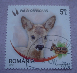 5 Lei 2012 - Roe Deer (Capreolus capreolus)